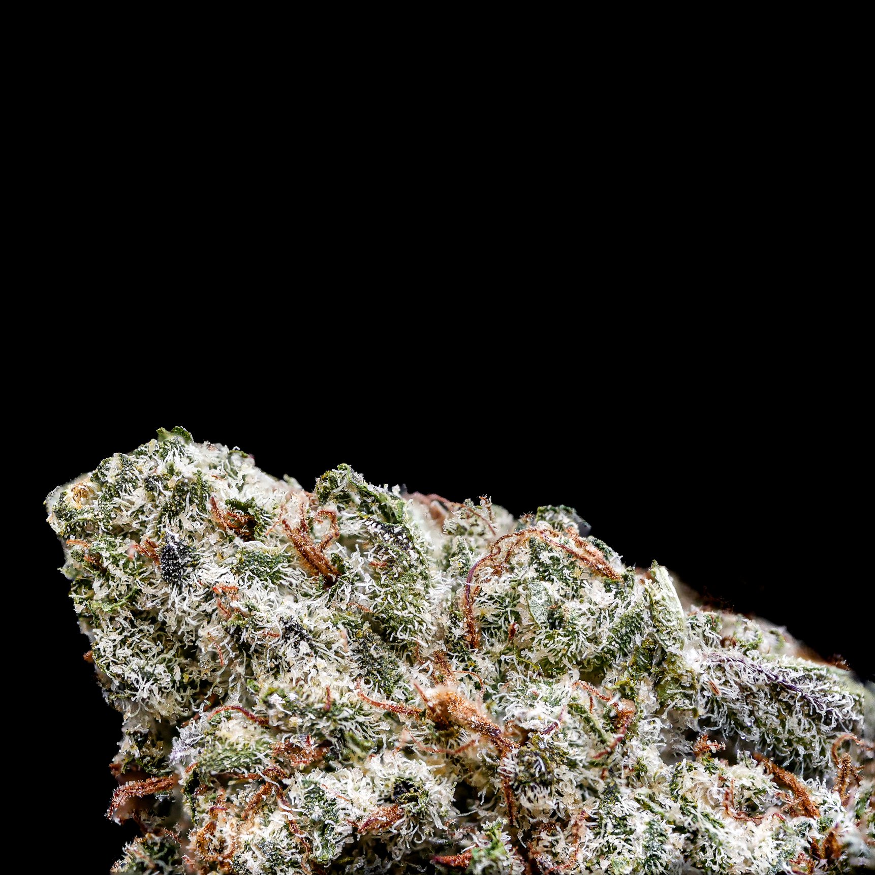 White truffle